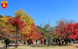 [ẢNH] Choáng ngợp trước vẻ đẹp của mùa thu Hàn Quốc